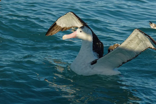 Great Albatross Probably Gibsons Has Just Landed Ocean Surface Its — Stock Photo, Image