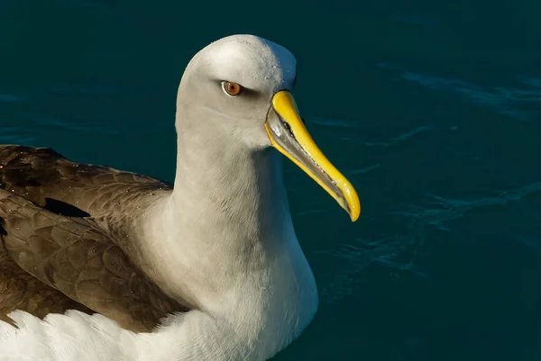 Der Kräftige Gelbe Schnabelstreifen Des Kleinen Albatros Ist Deutlich Erkennen — Stockfoto