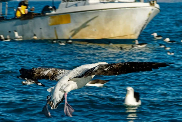 在新西兰开考拉 一只信天翁在一艘渔船前降落 — 图库照片