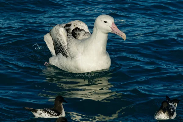 Majestoso Grande Albatroz Repouso Superfície Mar — Fotografia de Stock