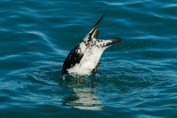 Petrel Nurkowania Kaczką Kaikoura Nowej Zelandii — Zdjęcie stockowe