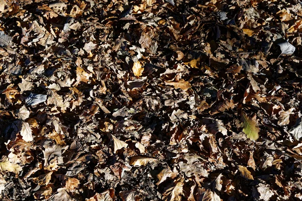 End Season Autumn Leaves Have Turned Brown — Stock Photo, Image