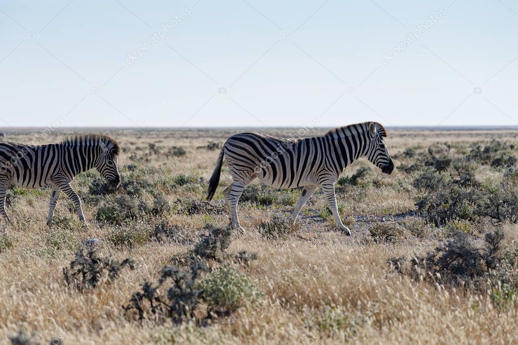 Two zebras walking on the dry savanna in Etosha National Park, Namibia, Africa