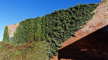 Bir binanın kenarında yeşil bir sürüngen büyüyor.