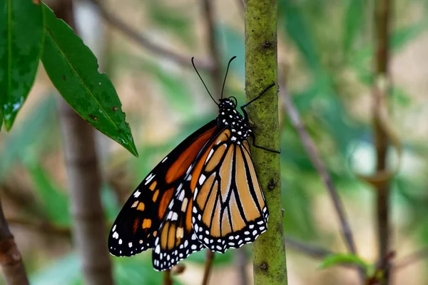 Papillon Monarque Récemment Éclos Grimpe Une Branche — Photo