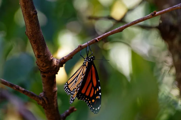 Papillon Monarque Ses Ailes Partiellement Ouvertes Suspendues Une Branche — Photo