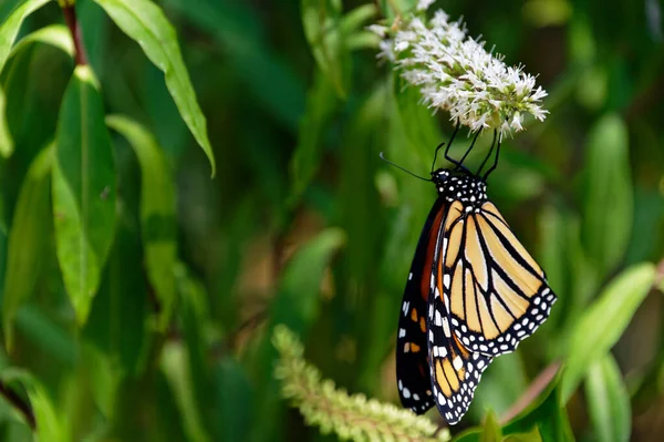 Biały Hebe Kwiat Monarchę Motyl Wiszący Tym — Zdjęcie stockowe