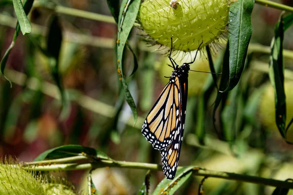 Papillon Monarque Est Suspendu Envers Sur Gousse Une Plante Asclépiade — Photo