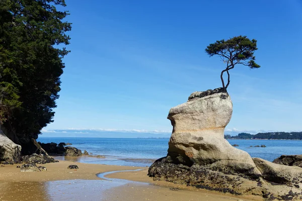 Дерево Тинлайн Бэй Дерево Сражающееся Океаном — стоковое фото