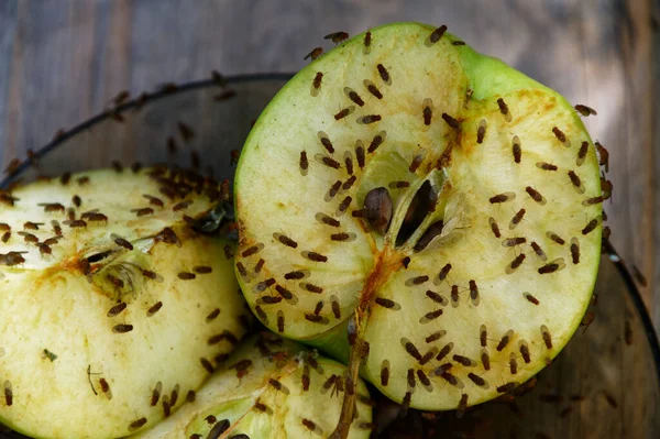 Una Manzana Cortada Atraído Moscas Fruta Para Alimentarse Ella — Foto de Stock