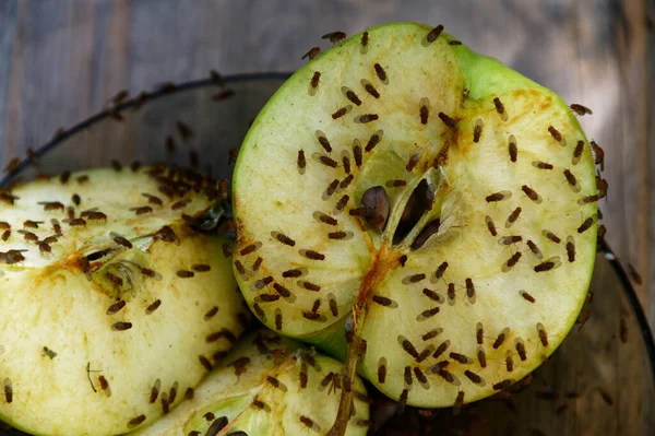 Cut Apple Has Attracted Fruit Flies Feed — Stock Photo, Image