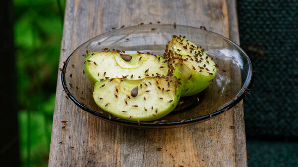 Fruit flies are feeding on cut apples on a saucer