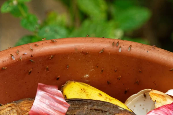 Bucket Kitchen Scraps Has Attracted Fruit Flies — 图库照片