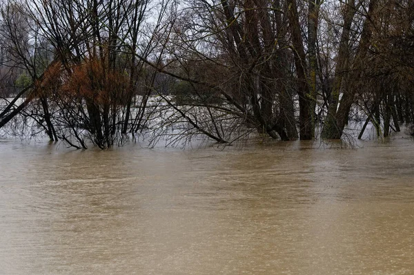 Flooded Trees Motueka New Zealand July 2021 Trees Motueka River — Stock fotografie