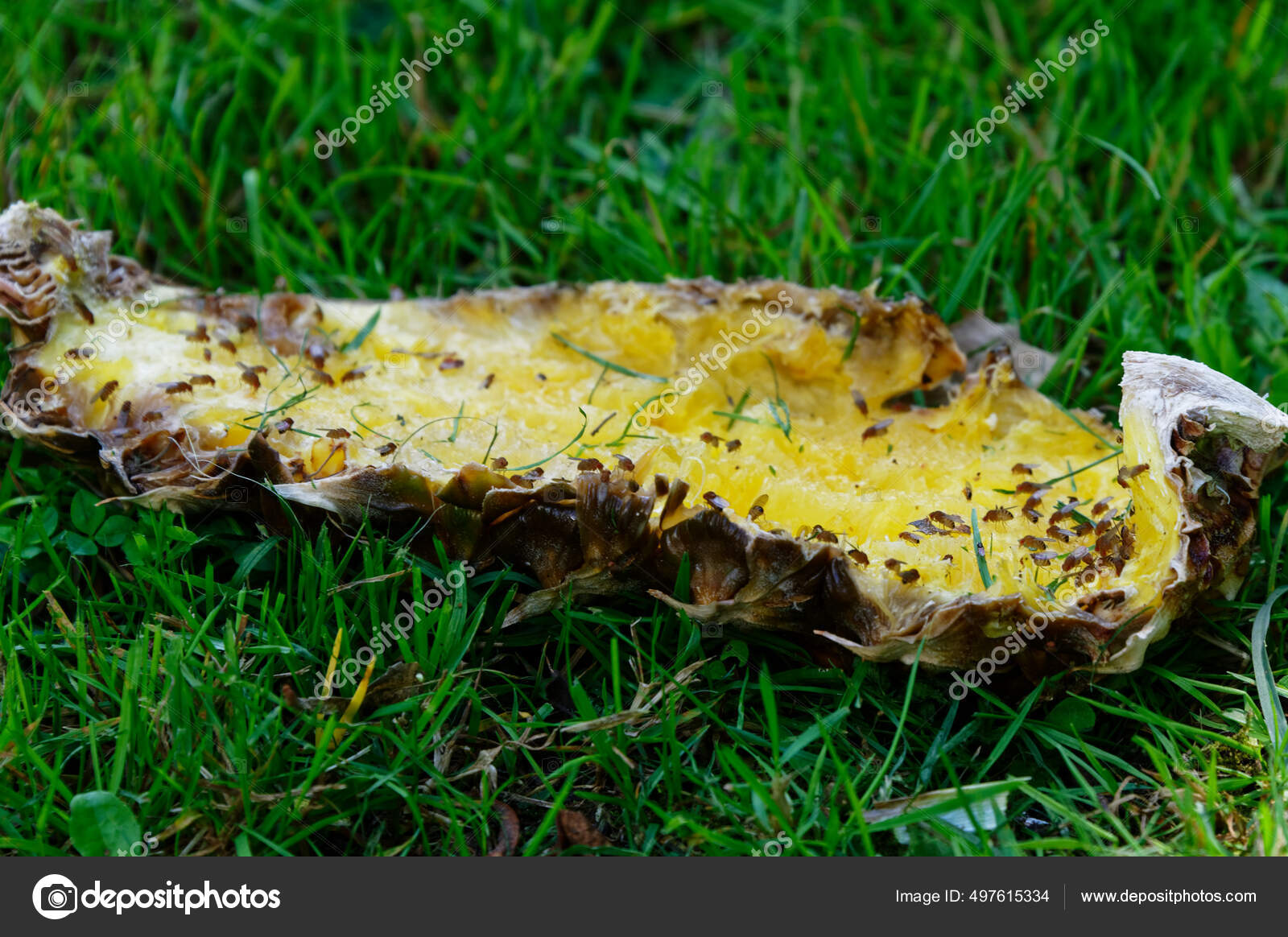 Fruit Flies Feeding Pineapple Skin Lying Green Grass Stock Photo by