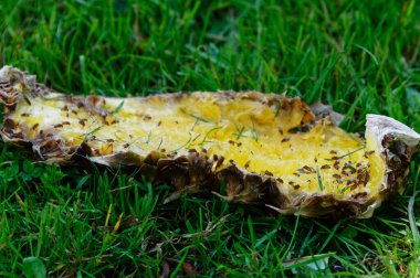 Meyve sinekleri yeşil çimlerin üzerinde uzanan ananas derisi ile beslenirler.