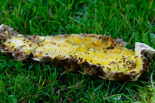 Meyve sinekleri yeşil çimlerin üzerinde uzanan ananas derisi ile beslenirler.