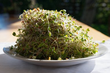 Tohum ve fasulye filizleri evde filizlenip salata ve yemek pişirmek için harikadır.