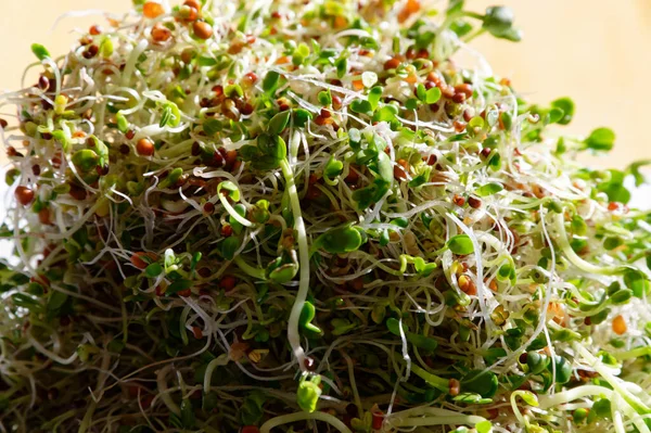 Mixture Seeds Sprouted Make Delicious Healthy Meal — Stock Photo, Image