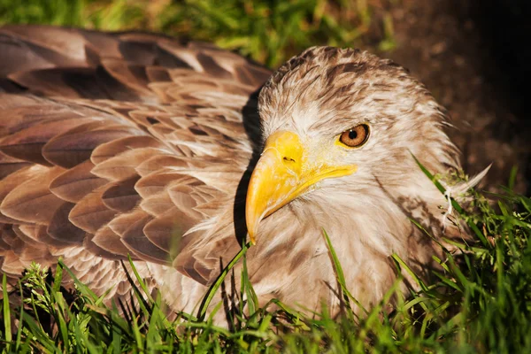 Hawk  bird in nature — Stock Photo, Image