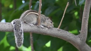 Ağaçta oynayan şirin sincap.