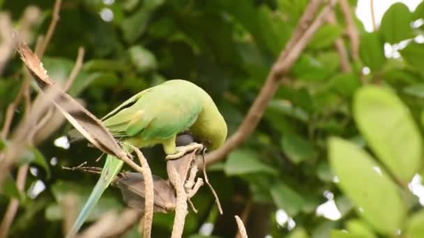 Niedlicher Grüner Papagei Hat Sein Futter — Stockvideo