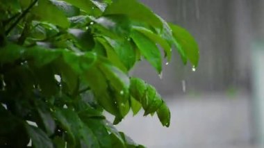 Pleasent rainy day HD video