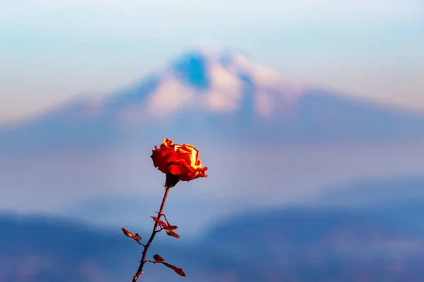 前景には富士山が見える 背景にフード — ストック写真