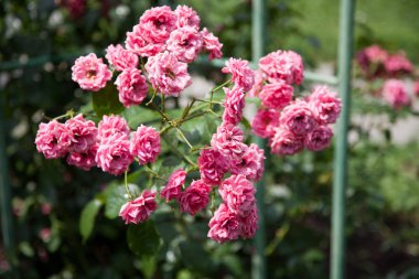 Bir bahçe içinde güzel gül