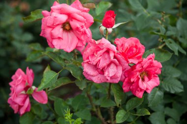 Bir bahçe içinde güzel gül