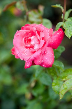 Bahçede güzel bir gül