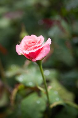 Bahçede güzel bir gül