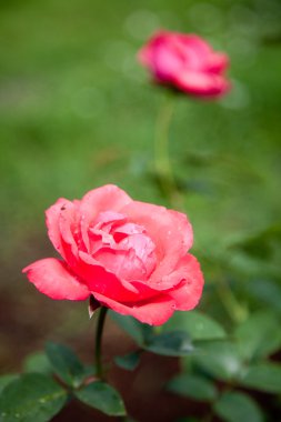 Bahçede güzel bir gül
