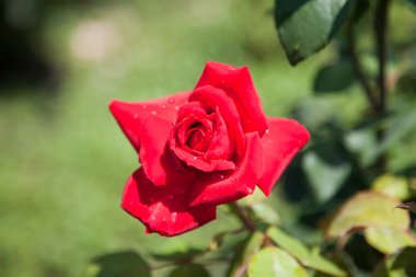 Bahçede güzel bir gül