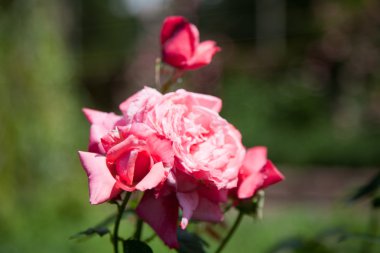 Bahçede güzel bir gül