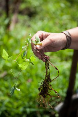 bahçe bitki klematsia