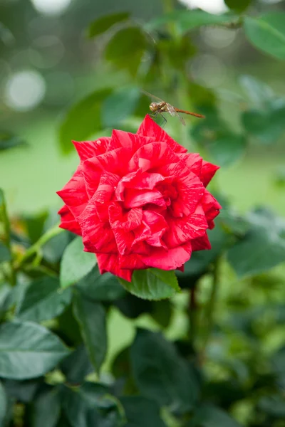 Beautiful rose in a garden — Stock Photo, Image