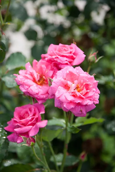 Beautiful roses in a garden — Stock Photo, Image
