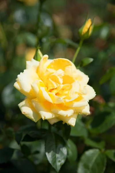 Beautiful rose in a garden — Stock Photo, Image