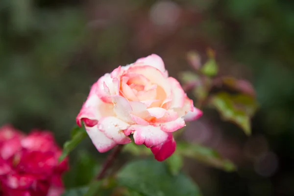 Beautiful rose in a garden — Stock Photo, Image