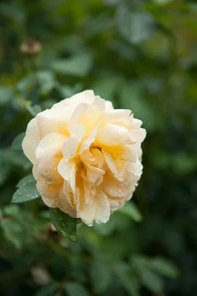 Vacker ros i en trädgård — Stockfoto