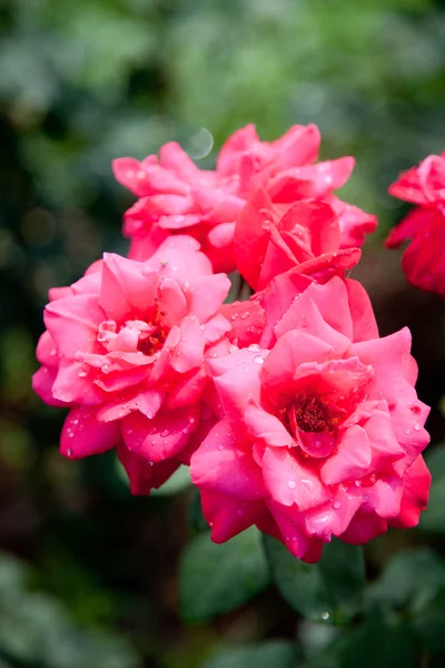 Beautiful roses in a garden — Stock Photo, Image