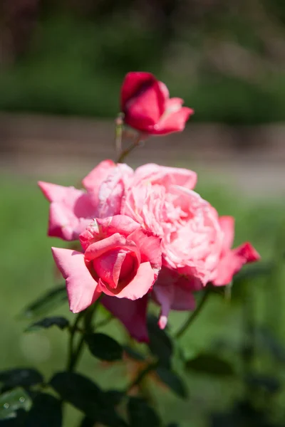Beautiful rose in a garden — Stock Photo, Image