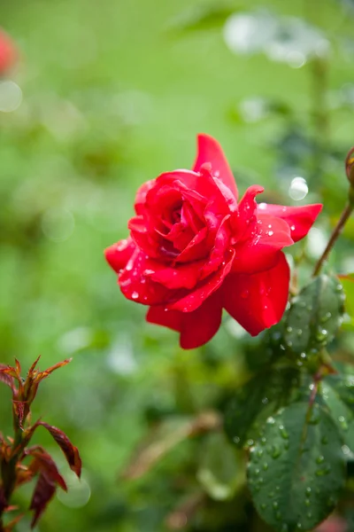 Beautiful rose in a garden — Stock Photo, Image