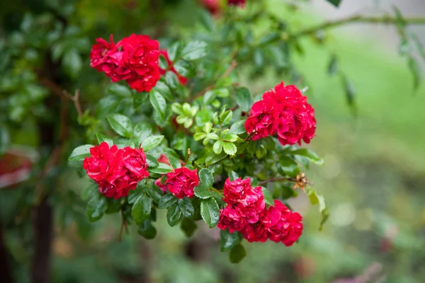 Beautiful roses in a garden — Stock Photo, Image