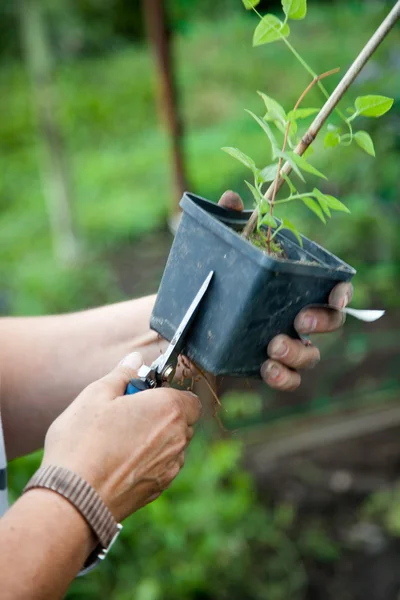 Plante klematsia i haven - Stock-foto