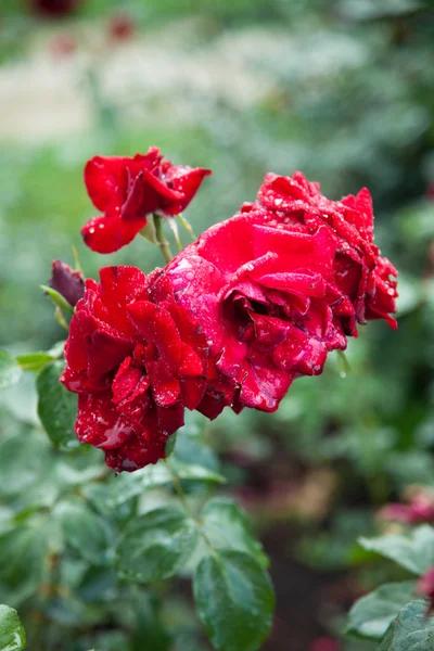 Beautiful rose in a garden — Stock Photo, Image