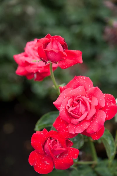 Beautiful roses in a garden — Stock Photo, Image