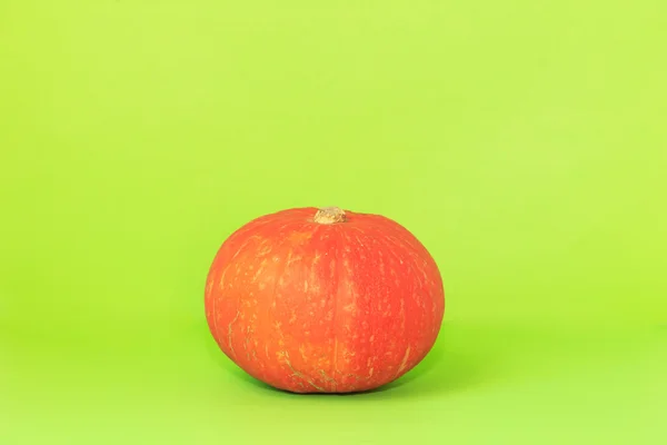 Harvest of pumpkin