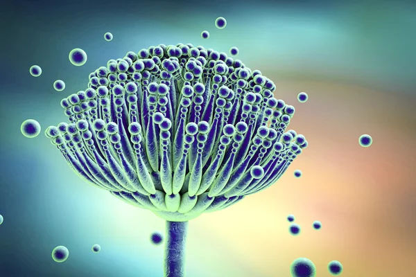 Svampar Aspergillus, 3d illustration — Stockfoto